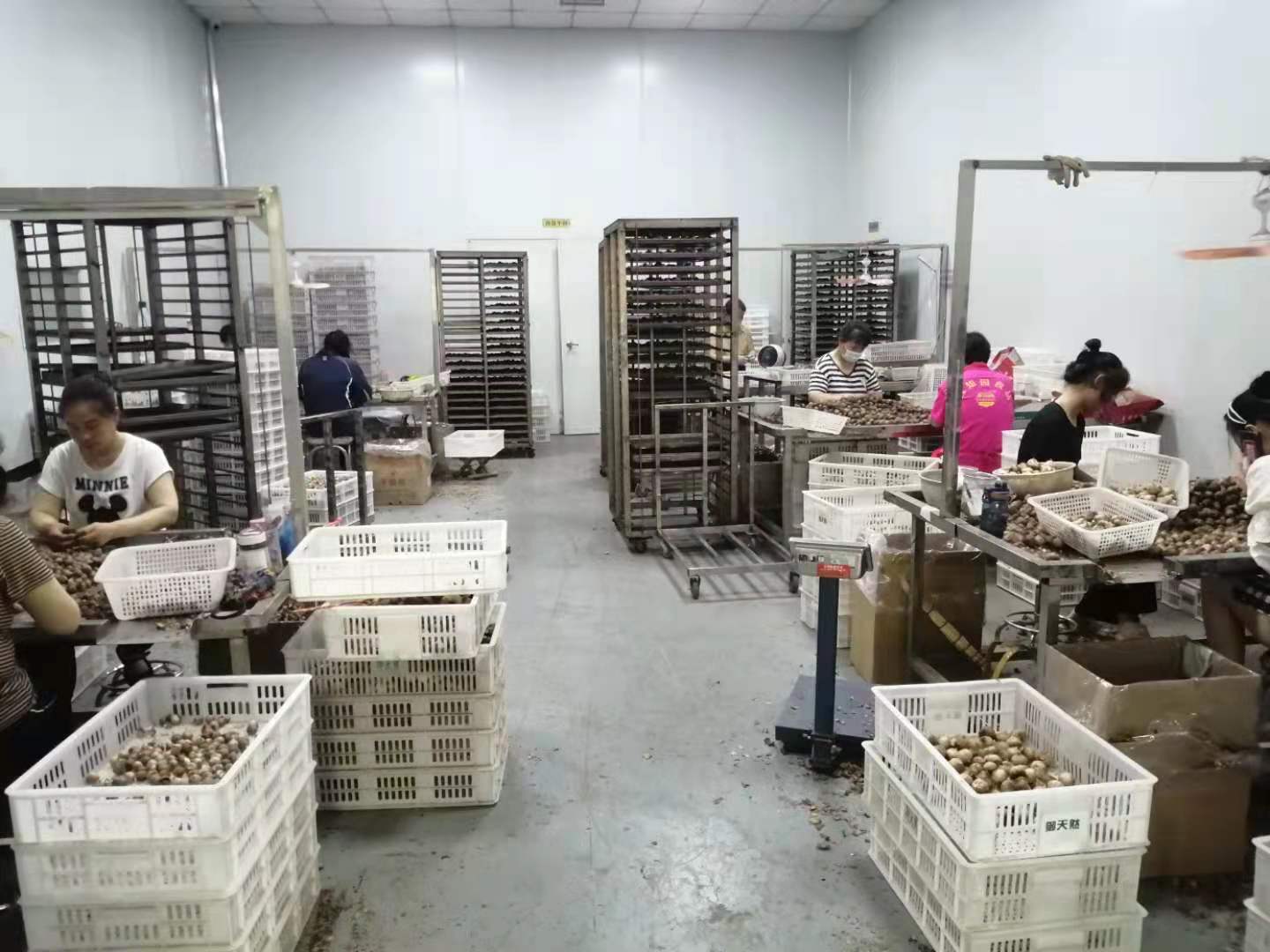 Fast Supply Organic Black Garlic Price Manual Processing
