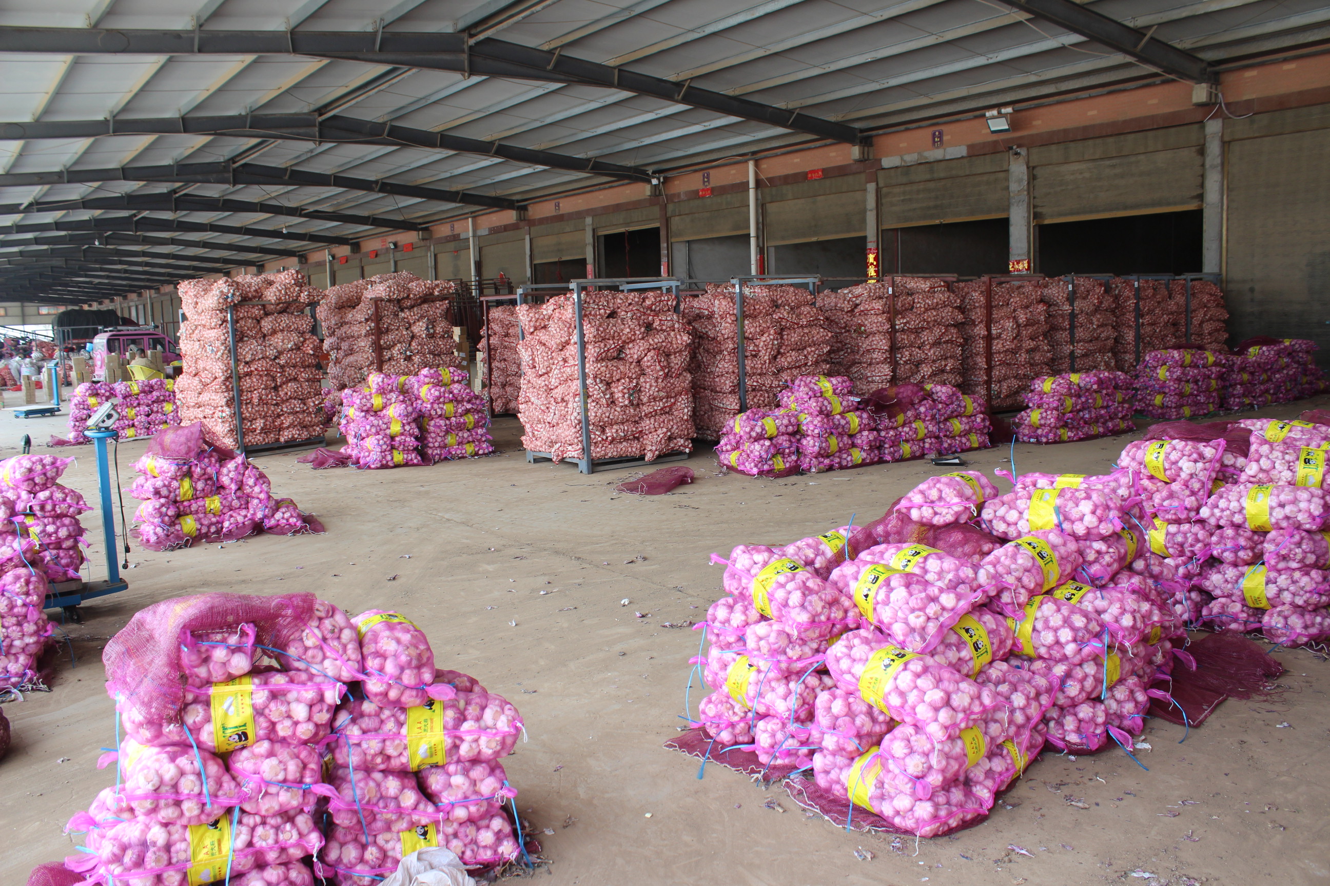 Loose Packing Top Fresh White Garlic Processing Workshop  