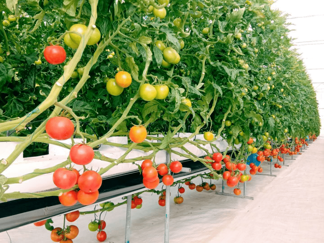 tomato soiless culture system