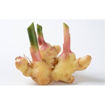 Serve Fresh Regular Fresh Ginger