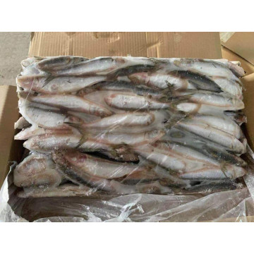 Frozen Sardinella Wr Sardine Fish For Canning 10 Kg