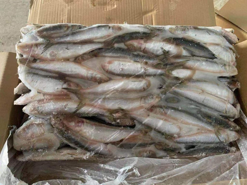 Frozen Sardinella Wr Sardine Fish For Canning 10 Kg