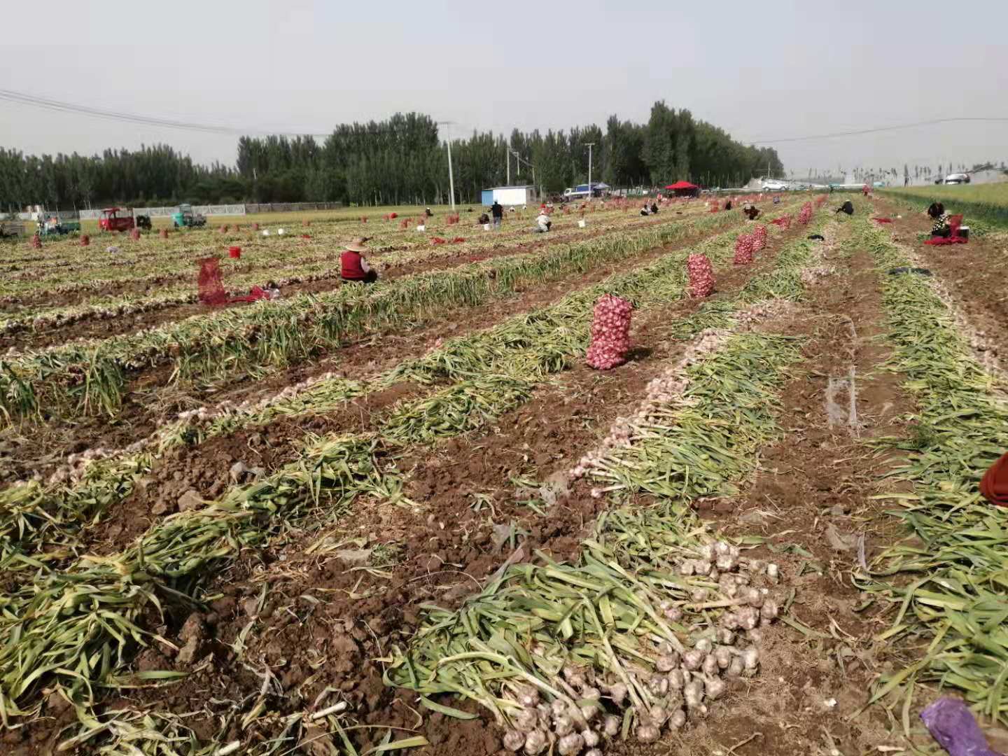 Loose Packing Top Fresh White Garlic Harvesting Scene