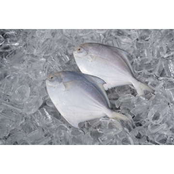 Fresh Frozen Pomfret Fish