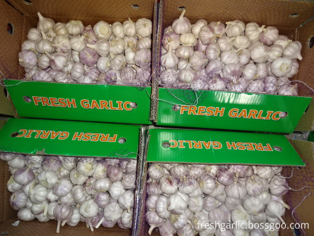 Normal Fresh White Garlic