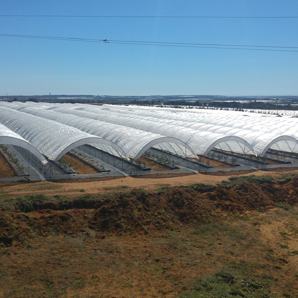 Tunnel Greenhouse