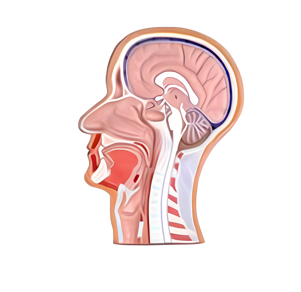 Sagittal Section of Human Head