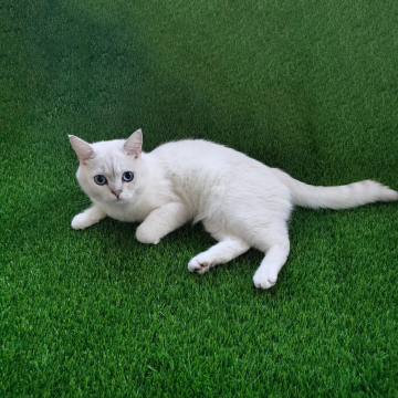 Fake Grass For Dogs Cats