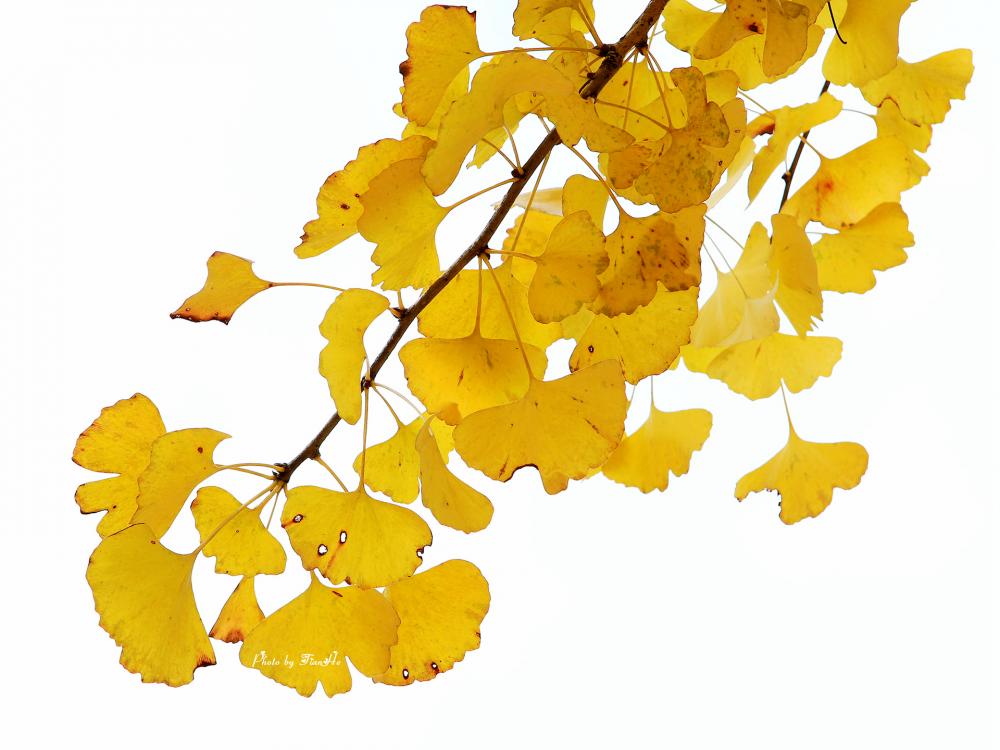 Ginkgo Biloba Extract 