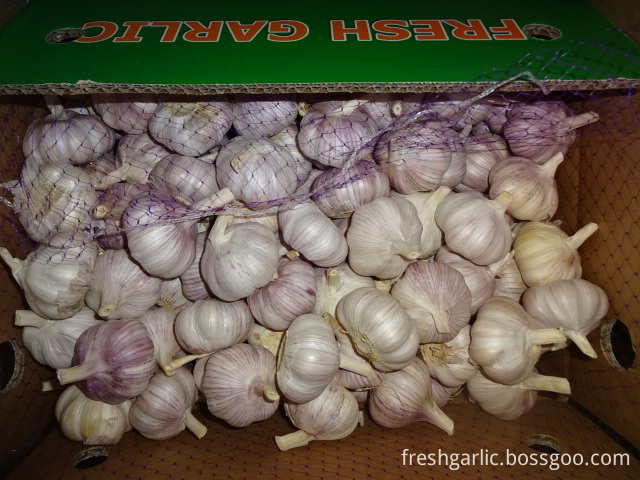 New Hybrid Garlic