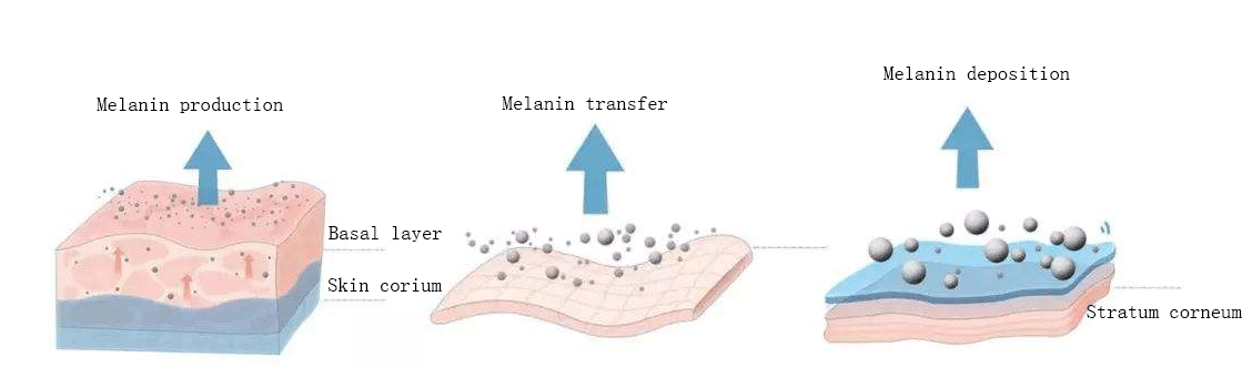 Alpha Arbutin Powder 5