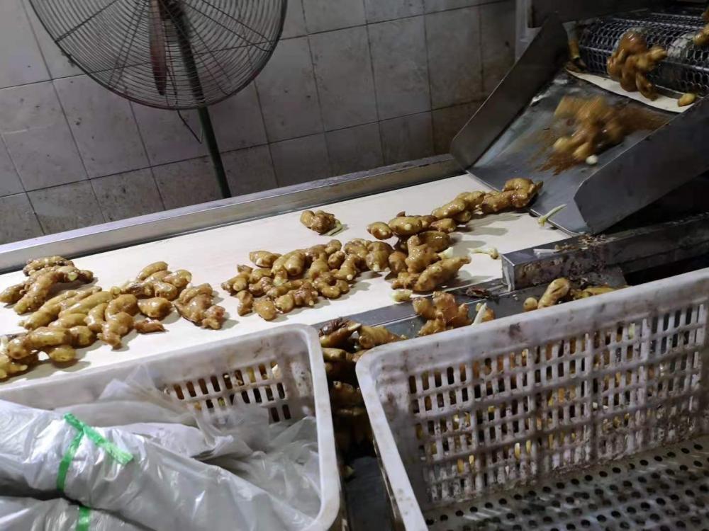 Ginger Processing3