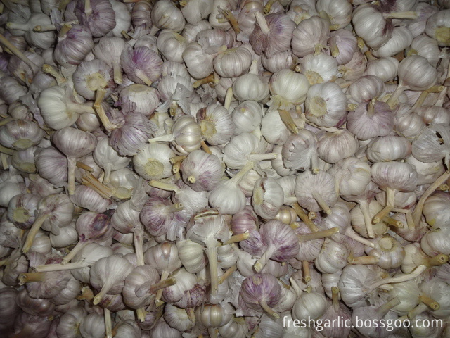 Crop 2019 Jinxiang Normal Garlic