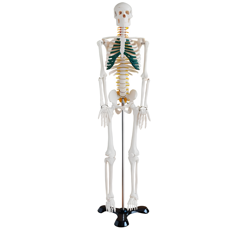 Human skeletal band nerve model 85CM