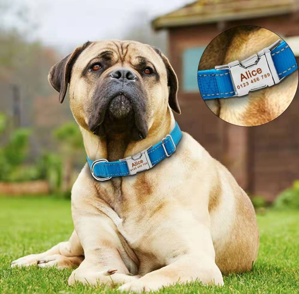 Dog Collar Custom