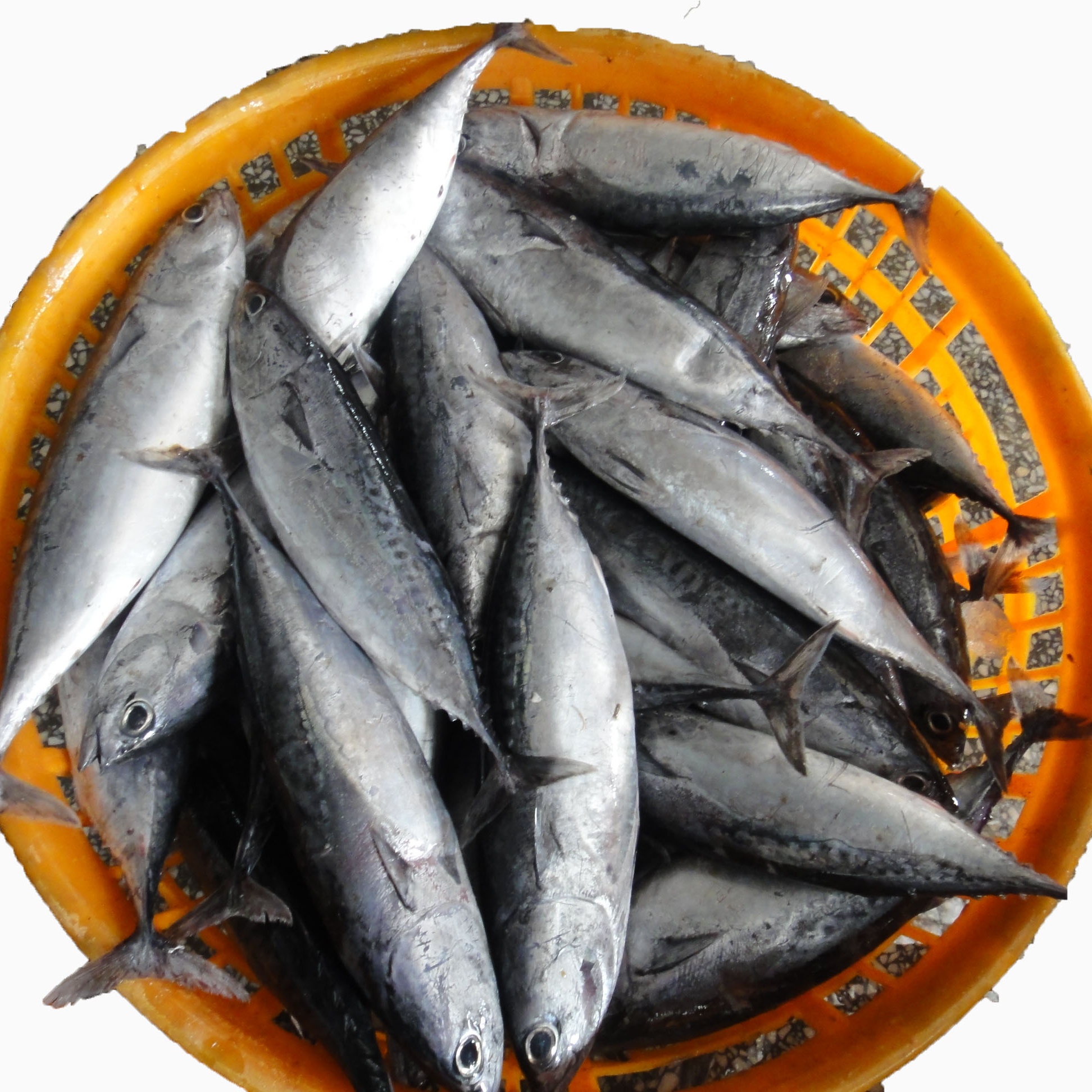 Frozen Auxis Thazard Skipjack Whole Round Bonito Fish