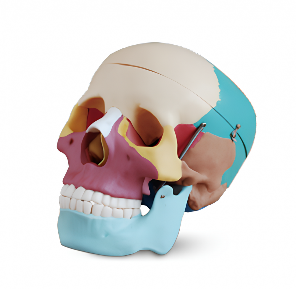 Colored Human Skull Anatomy Model