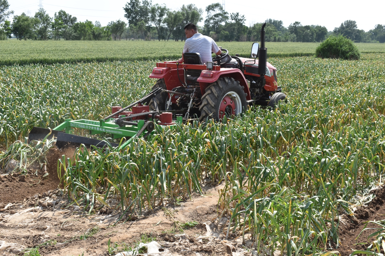 Lower Price Planting Garlic Farm Supply Garlic Harvesting