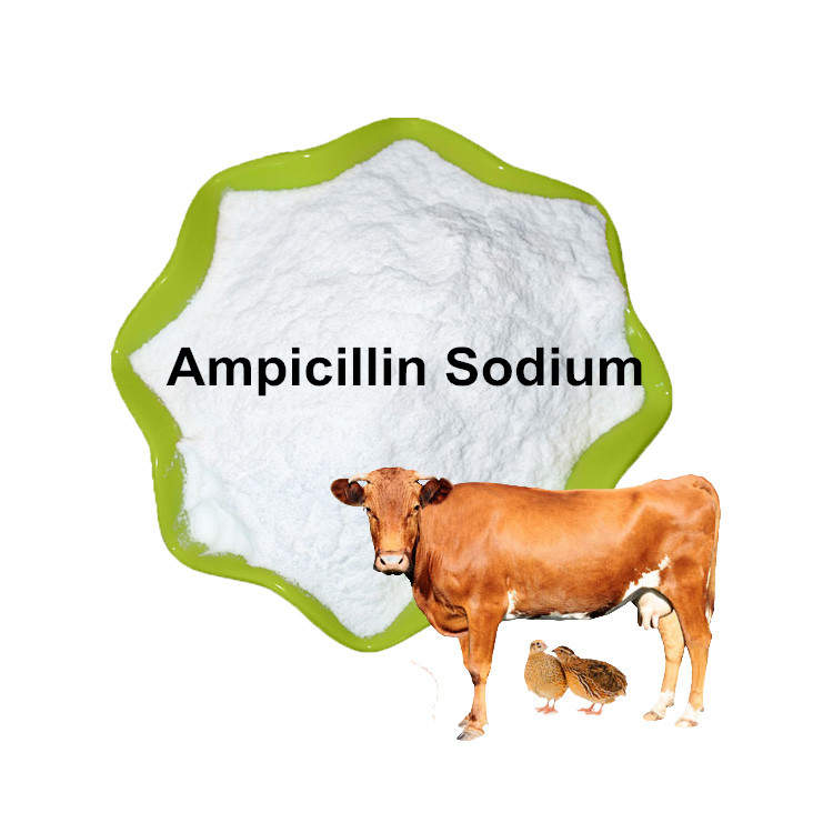 Ampicillin Sodium