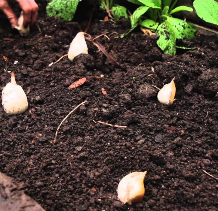 best New Garlic Planting